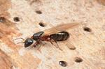 Camponotus herculeanus Photo 86555