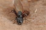 Camponotus herculeanus Photo 86558