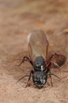 Camponotus herculeanus Photo 86559