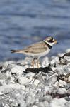 Ringed Plover (Charadrius hiaticula)