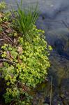 Opposite-leaved Golden Saxifrage (Chrysosplenium oppositifolium)