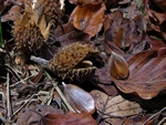 Beech (Fagus sylvatica)