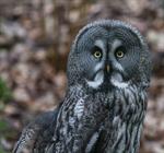 Great Grey Owl, Great Gray Owl (Strix nebulosa) Photo 99172