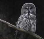 Great Grey Owl, Great Gray Owl (Strix nebulosa) Photo 99173