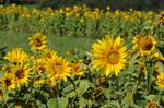 Sunflower (Helianthus annuus)