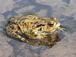 Common Toad (Bufo bufo)