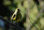 European Greenfinch (Carduelis chloris)