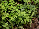 Oak Fern (Gymnocarpium dryopteris) Photo 3922