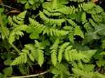 Oak Fern (Gymnocarpium dryopteris) Photo 3923