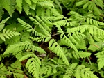 Oak Fern (Gymnocarpium dryopteris) Photo 3925