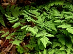 Oak Fern (Gymnocarpium dryopteris) Photo 3921