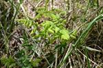 Oak Fern (Gymnocarpium dryopteris) Photo 107722