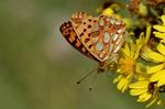 Queen of Spain Fritillary (Issoria lathonia)