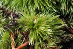 Large White-moss (Leucobryum glaucum) Photo 54765