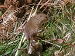 Harvest Mouse (Micromys minutus)