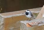 White/Pied Wagtail (Motacilla alba) Photo 78624