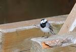 White/Pied Wagtail (Motacilla alba) Photo 78625