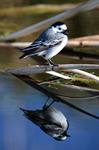 White/Pied Wagtail (Motacilla alba) Photo 99310