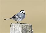 White/Pied Wagtail (Motacilla alba) Photo 109445