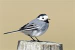 White/Pied Wagtail (Motacilla alba) Photo 109446