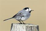 White/Pied Wagtail (Motacilla alba) Photo 109447