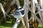 White/Pied Wagtail (Motacilla alba) Photo 115546