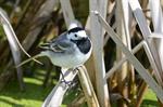 White/Pied Wagtail (Motacilla alba) Photo 115548