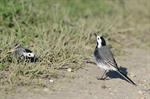 White/Pied Wagtail (Motacilla alba) Photo 129263