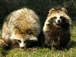 Raccoon Dog (Nyctereutes procyonoides)