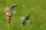 Ribwort Plantain (Plantago lanceolata)