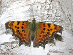 Comma (Polygonia c-album)