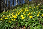 Lesser Celandine (Ranunculus ficaria)