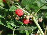 Raspberry (Rubus idaeus) Photo 2347