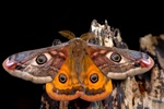 Emperor Moth (Saturnia pavonia)