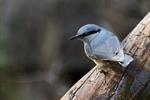 Nuthatch (Sitta europaea)