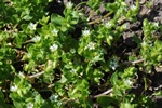 Common Chickweed (Stellaria media)