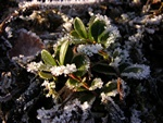 Cowberry (Vaccinium vitis-idaea)