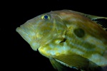 John dory   (Zeus faber)