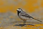 White/Pied Wagtail (Motacilla alba) Photo 107629