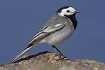 White/Pied Wagtail (Motacilla alba) Photo 107825