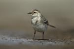 White/Pied Wagtail (Motacilla alba) Photo 107990