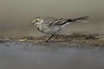 White/Pied Wagtail (Motacilla alba) Photo 107991