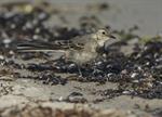 White/Pied Wagtail (Motacilla alba) Photo 119453