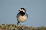 White/Pied Wagtail (Motacilla alba) Photo 121090