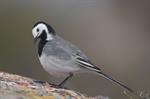 White/Pied Wagtail (Motacilla alba) Photo 121092