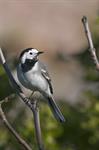 White/Pied Wagtail (Motacilla alba) Photo 121093