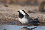 White/Pied Wagtail (Motacilla alba) Photo 121094