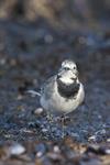 White/Pied Wagtail (Motacilla alba) Photo 121661