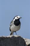 White/Pied Wagtail (Motacilla alba) Photo 122521