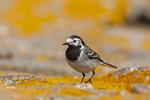 White/Pied Wagtail (Motacilla alba) Photo 123098